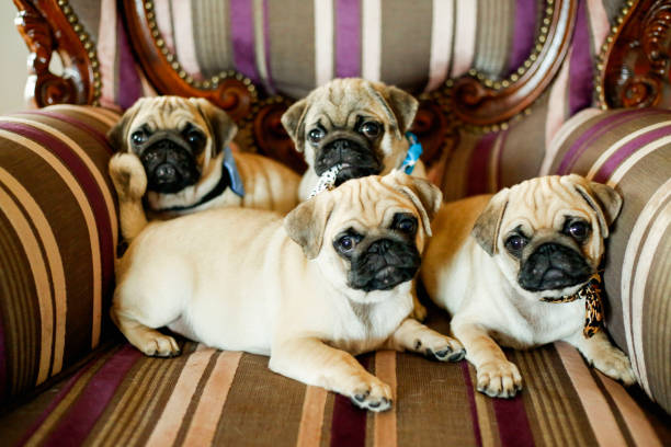 Family of pug dog